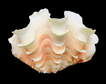 Tridacna Clam Shell Large Fancy Unique Sea Shell Decorative Display Specimen Free USA Shipping!