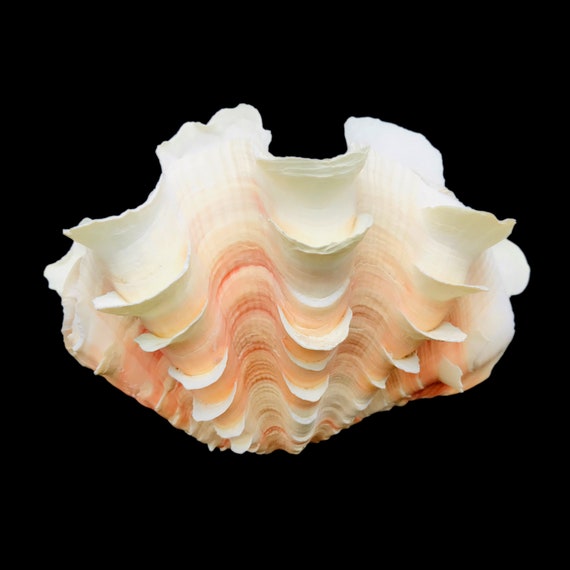 Clam Shell - Large