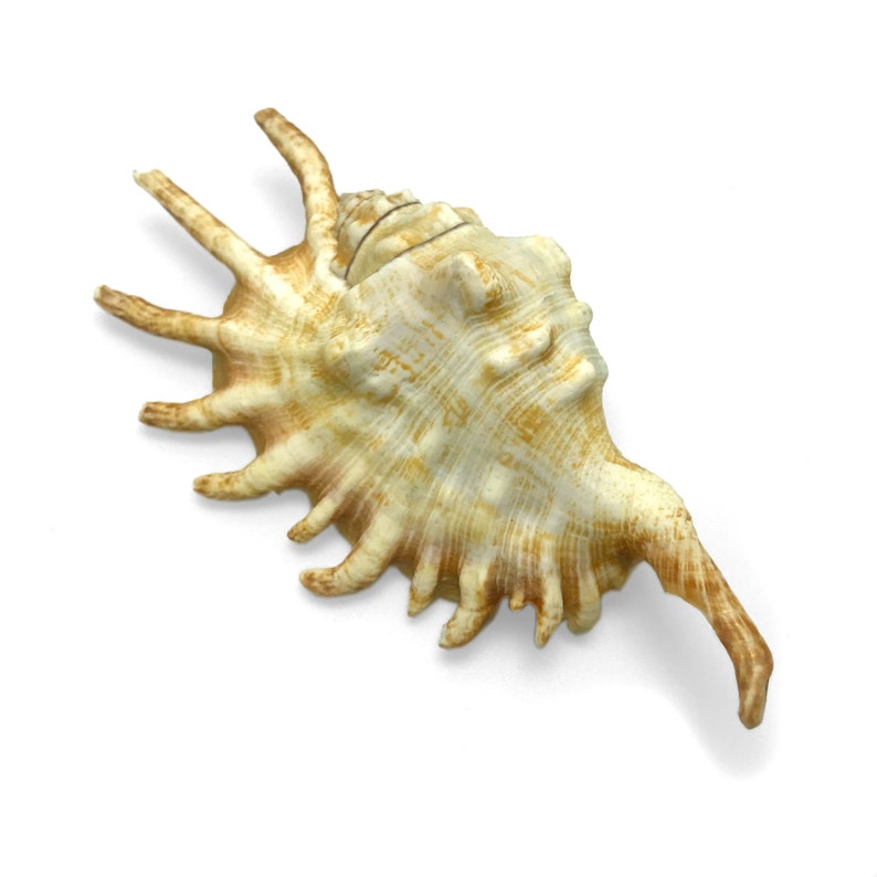 Millipede Spider Conch Sea Shell Lambis Millepeda Natural Display Specimen Marine Gastropod Mollusk Shell Rare Collectible Free USA Shipping image 1