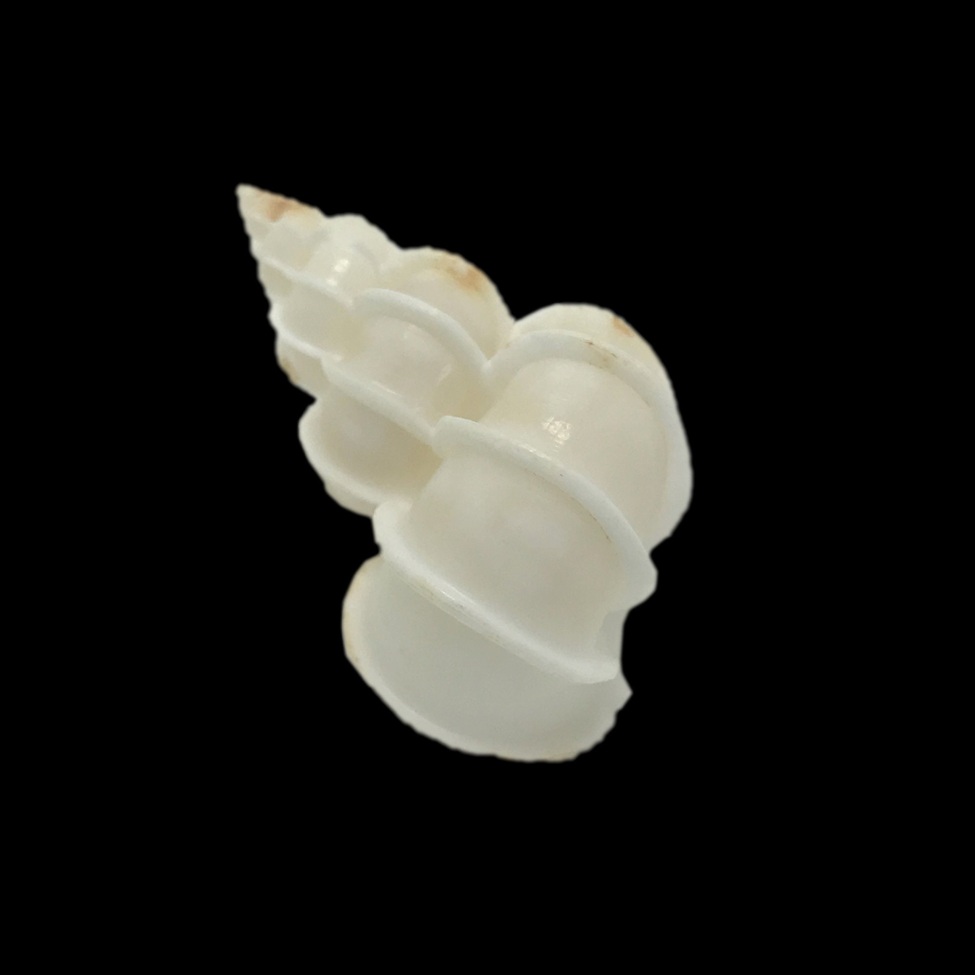 Epitonium Scalare Sea Shell Precious Wentletrap Natural Display ...