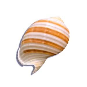 Tonna Sulcosa Banded Tun Sea Shell Natural Display Specimen Marine Gastropod Mollusk Shell Unique Collectible Free USA Shipping!