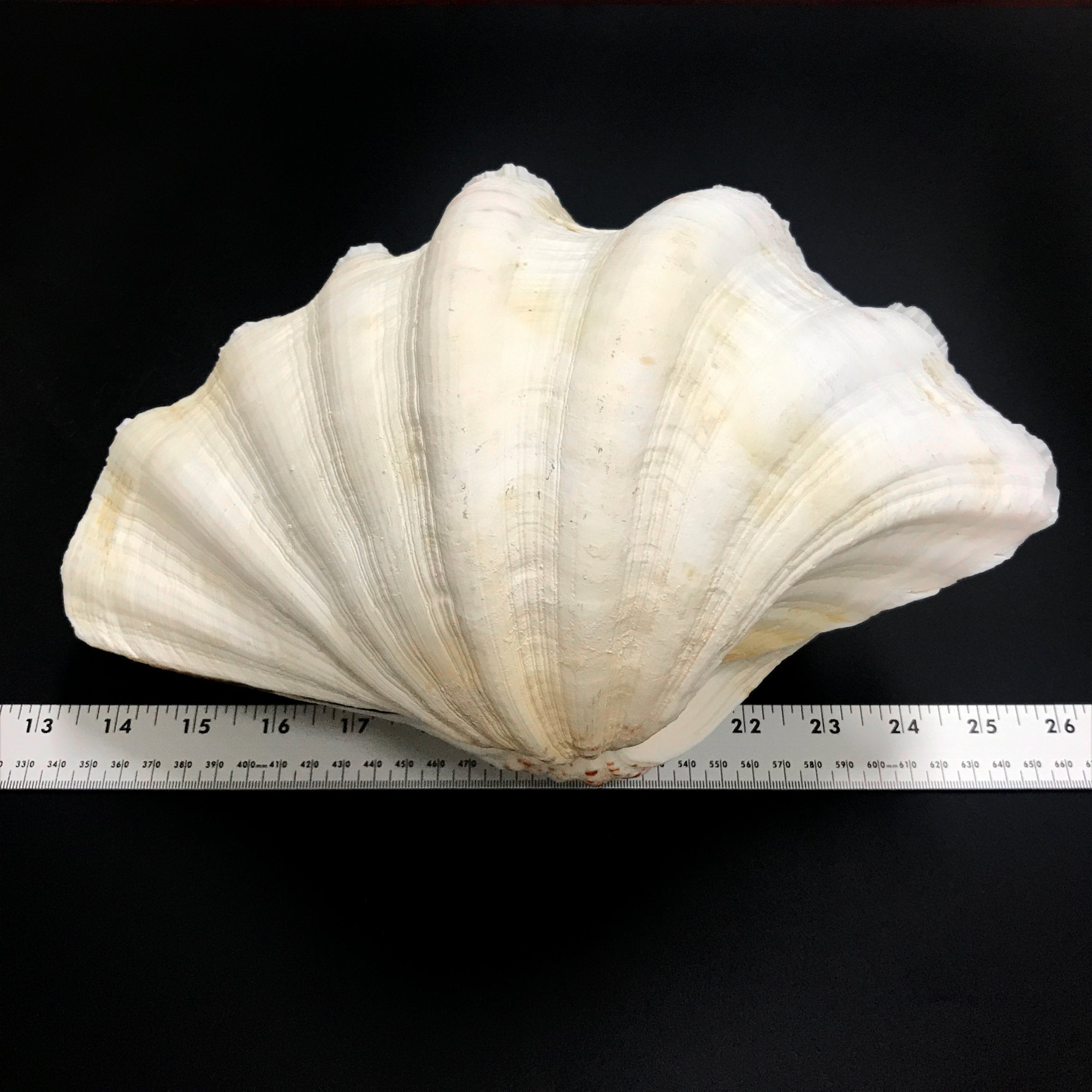 Very L Large Shell Extra Large Giant Clam Shell MATCHING PAIR Very Very Rare Unique Real ...