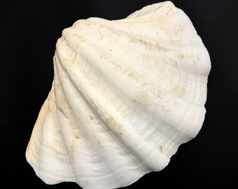 Extra Large Giant Clam Shell MATCHING PAIR Very Very Rare Unique Real  Complete Sea Shell Decorative Display Specimen Free USA Shipping 