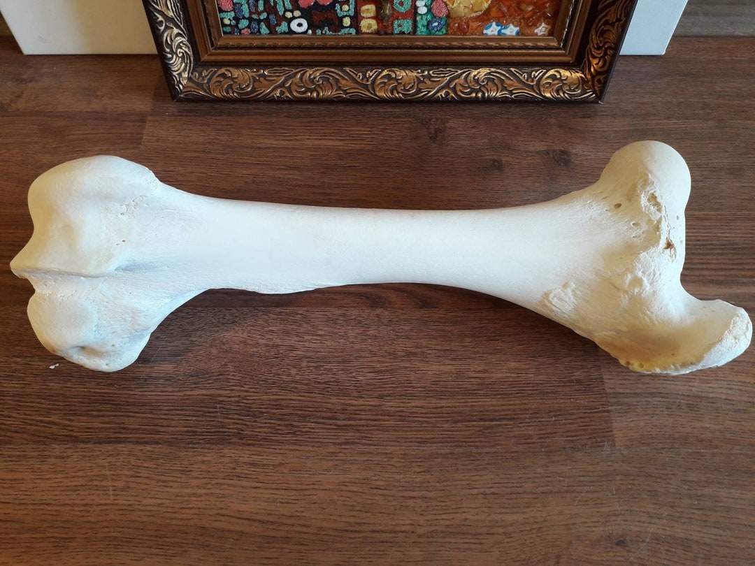 Natural Cow Femur Bone Beef Femur Bone Processed Cleaned Etsy