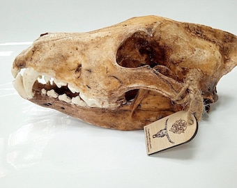Replica wolf skull aged. High detail, high-quality plastic, real weight, 1:1 size