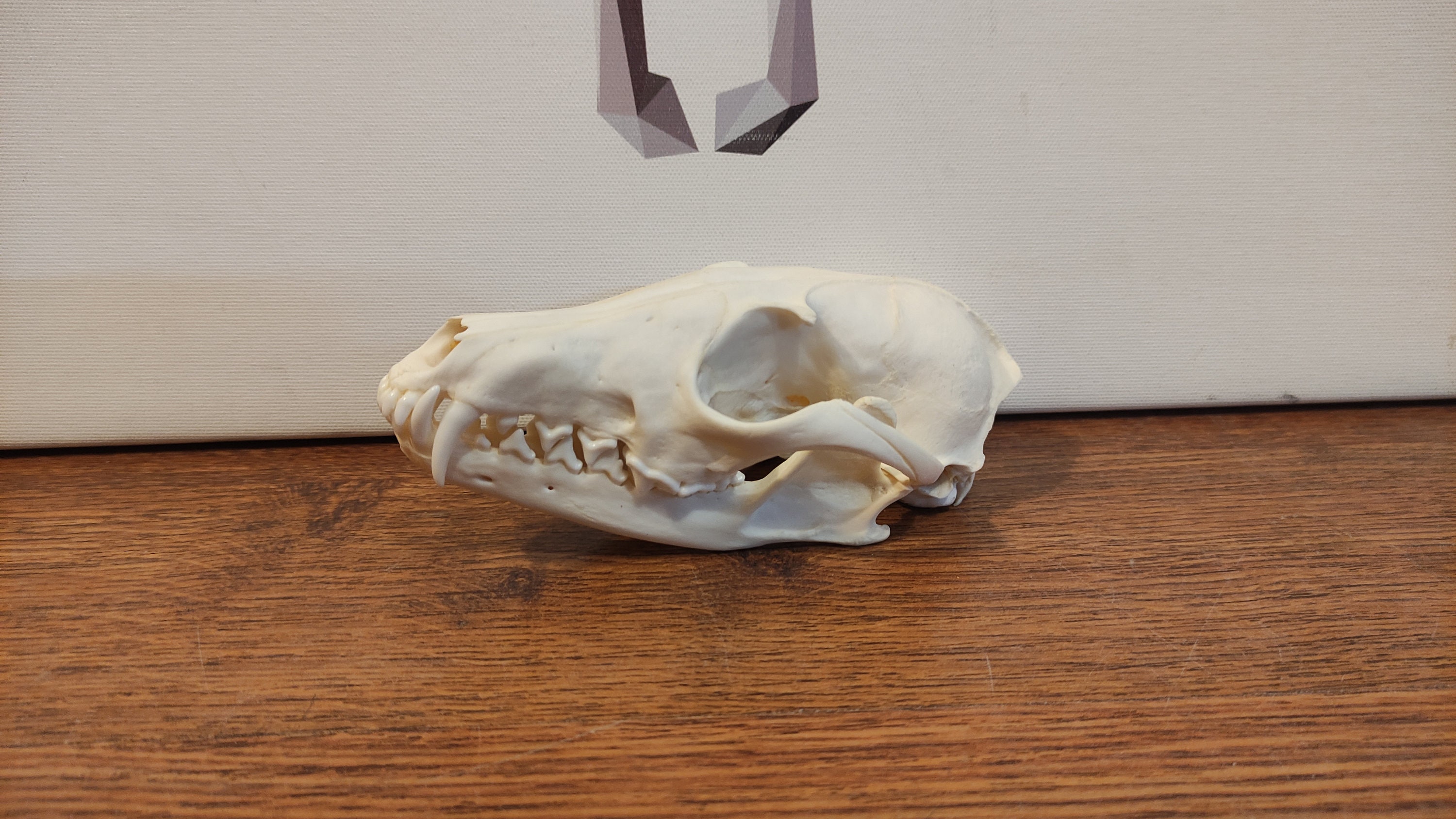 Real red fox skull. Fox skull with jaw F6.0321 Etsy