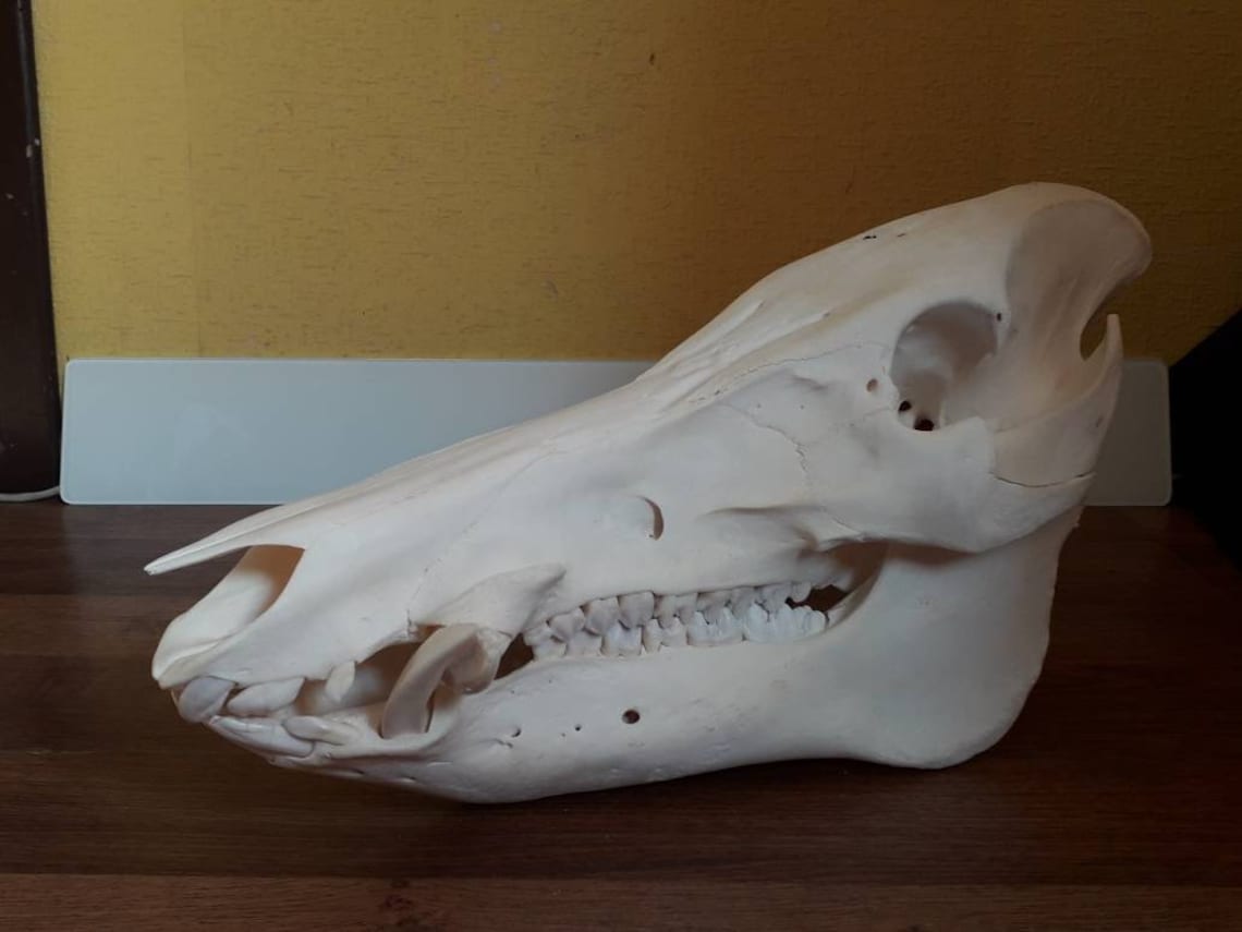 Boar skull length 44cm 173 real wild hog skull for | Etsy