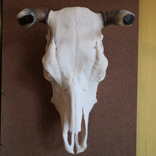 Cow skull width cm 35 (14") real cow skull for wall decor. Processed whitened cow head skulls for decorations #02.0720
