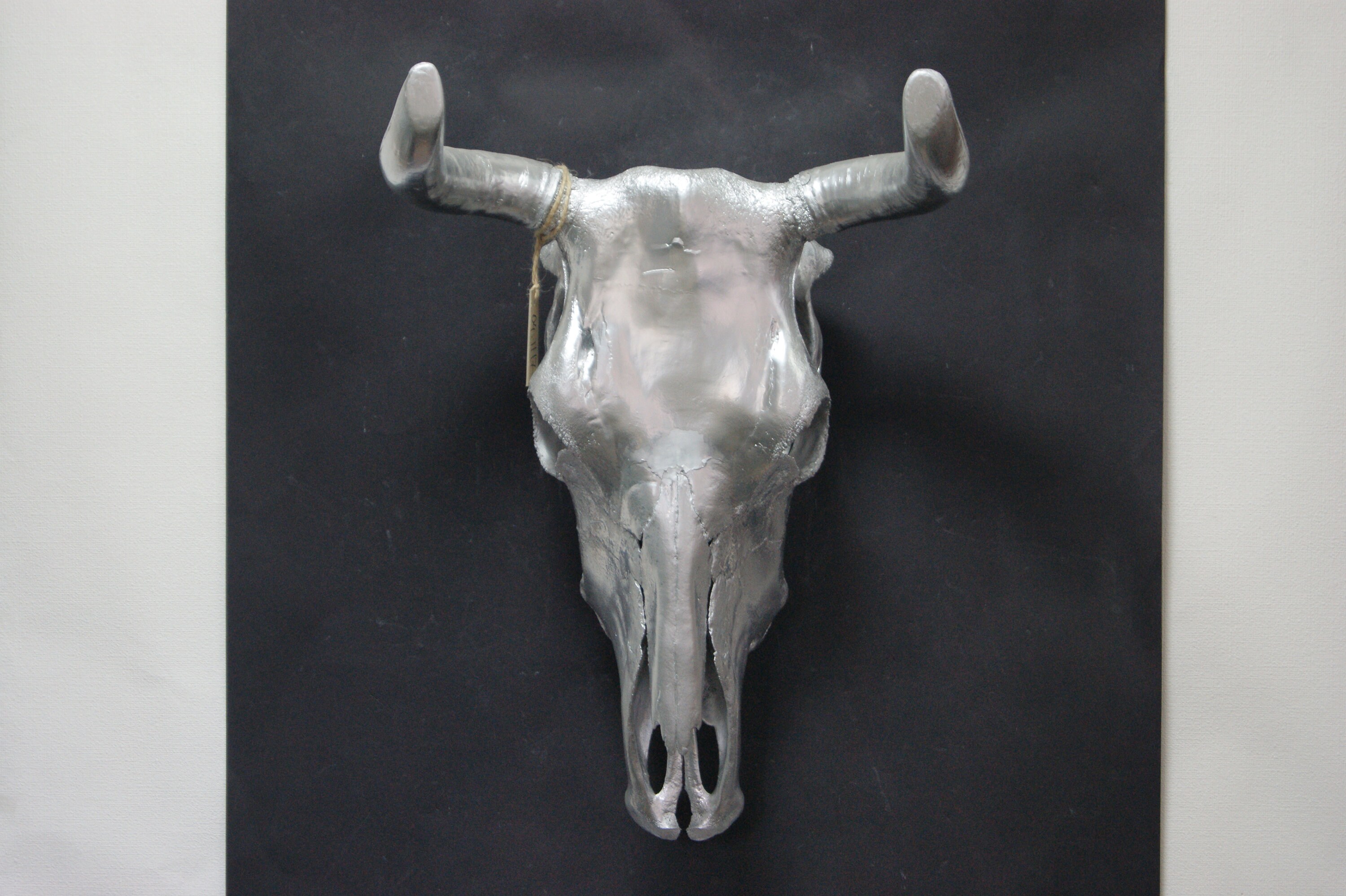 Real cow skull width 40cm 157 wall decor. Рrepared Etsy