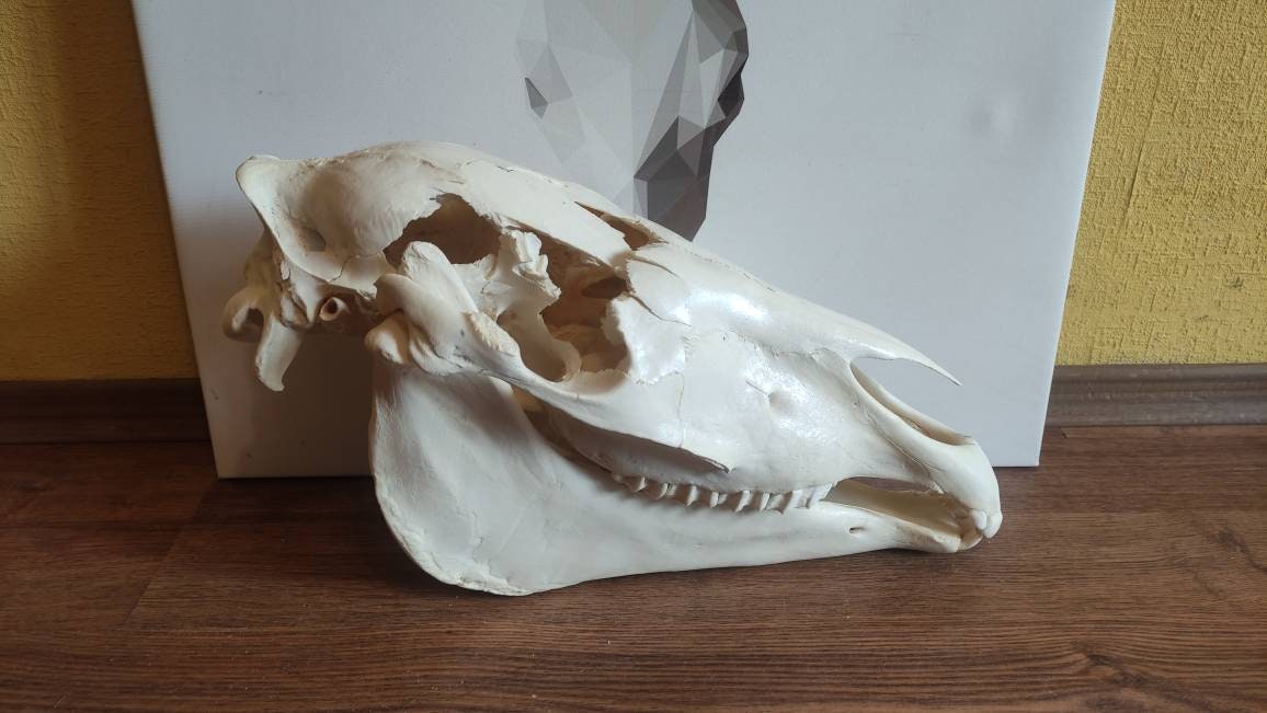 Horse Skull for sale Only 3 left at 65