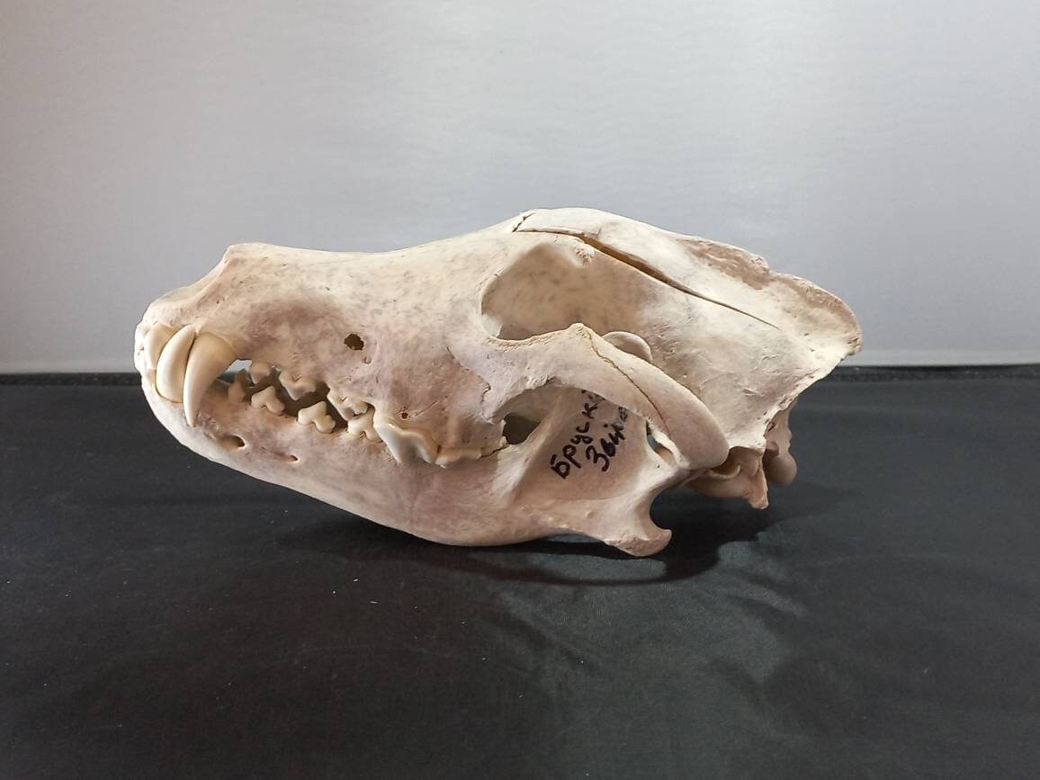 Real Animal Skull - Etsy Real Animal Skull - Etsy