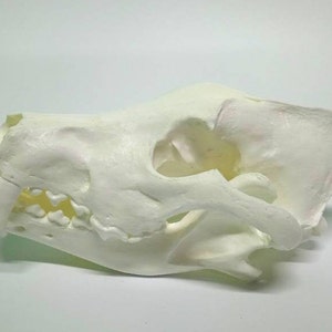 Replica BIG wolf skull. High detail, high-quality plastic, real weight, 1:1 size
