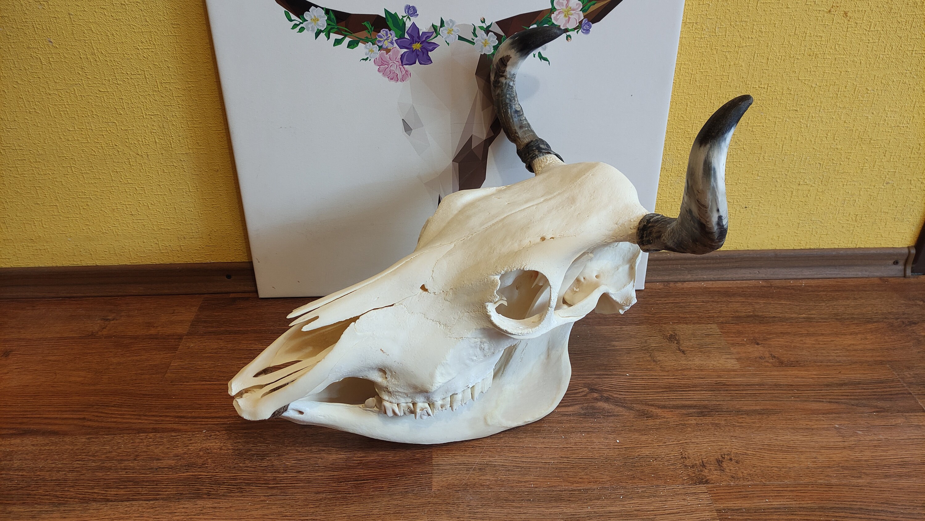 Cow skull with jaw width 42 cm real. Processed perfect Etsy