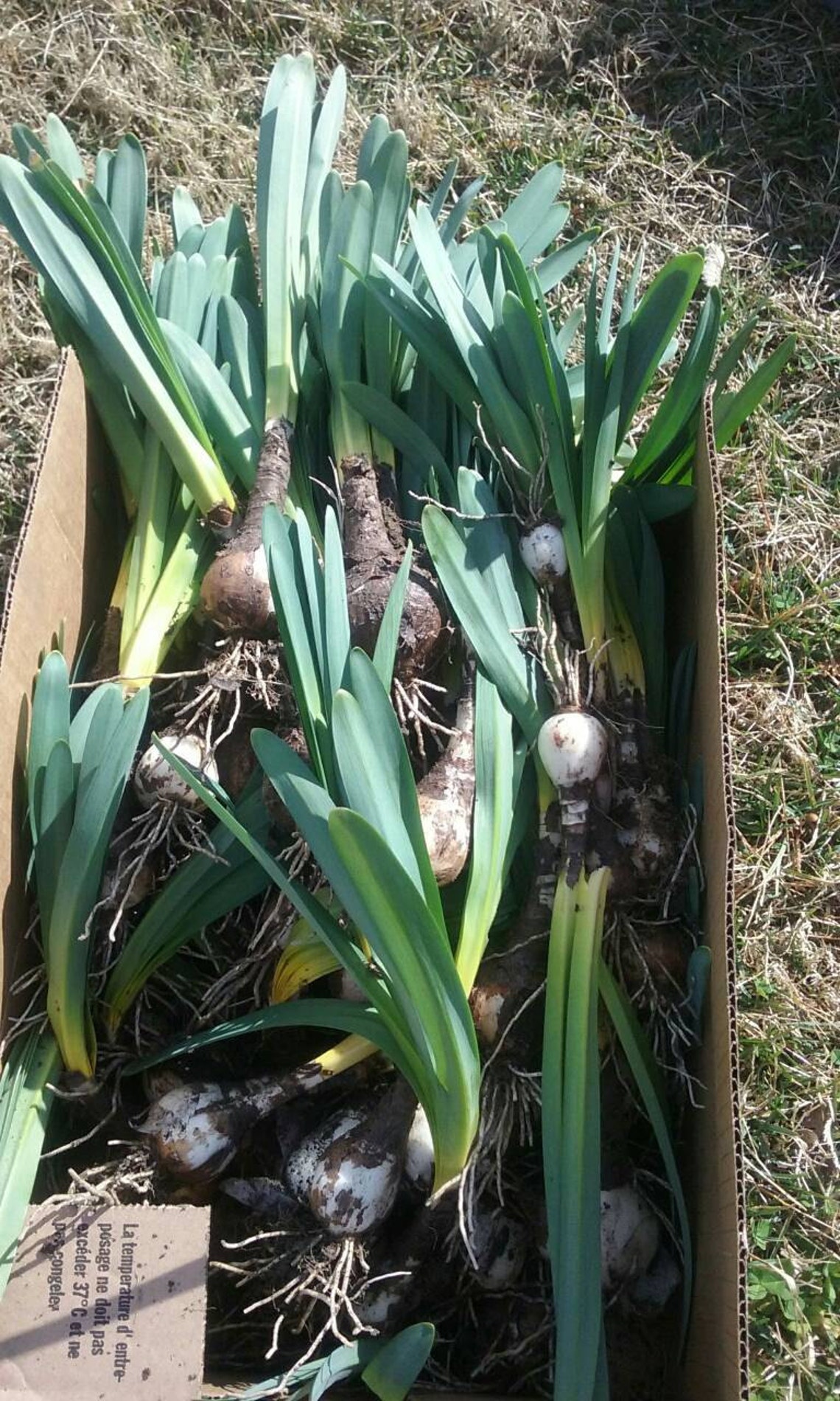 Flat Rate Box 6 Hard To Find Surprise Lily bulbs 1/2 dozen 