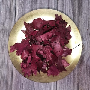 REAL Dried Fall Red Oak Leaves Colored a Deep, Rich Red - Gorgeous Bowl Filler for Fall and the Holidays too!