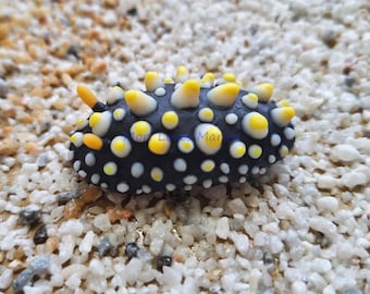 Phyllidia carlsonhoffi, Nacktschnecke, Meeresschnecke, Tauchen, Skulptur, Magnet, Ton, Geschenk, handgefertigt, Kühlschrankmagnet, Umiushi, ヨゾライボウミウシ