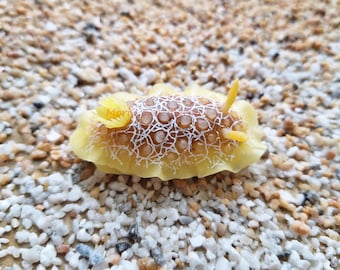Doriopsilla areolata, Sea Slug, Scuba Diving, Magnet, Souvenir, Gift, Handmade, Undersea Creature, Umiushi, ウミウシ