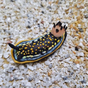 May include: A vibrant sea slug, featuring a black body speckled with yellow spots and a yellow outline. It has a light orange head with black spikes. The slug rests on a bed of small, pale pebbles.