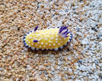 Goniobranchus vibratus, Nudibranch, Sea Slug, Diver, Clay, Handmade, Souvenir, Magnet, Umiushi, ウミウシ, クロモドーリス・ヴィブラータ