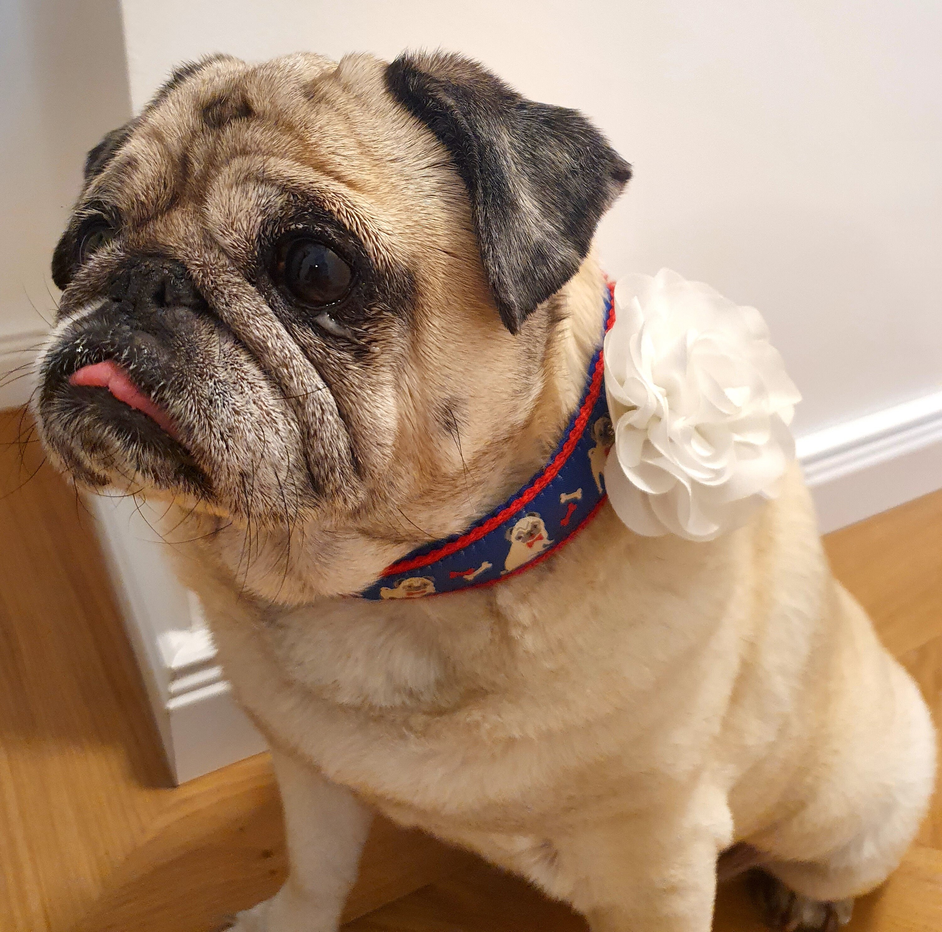 Collar dog collar pug size adjustable Etsy