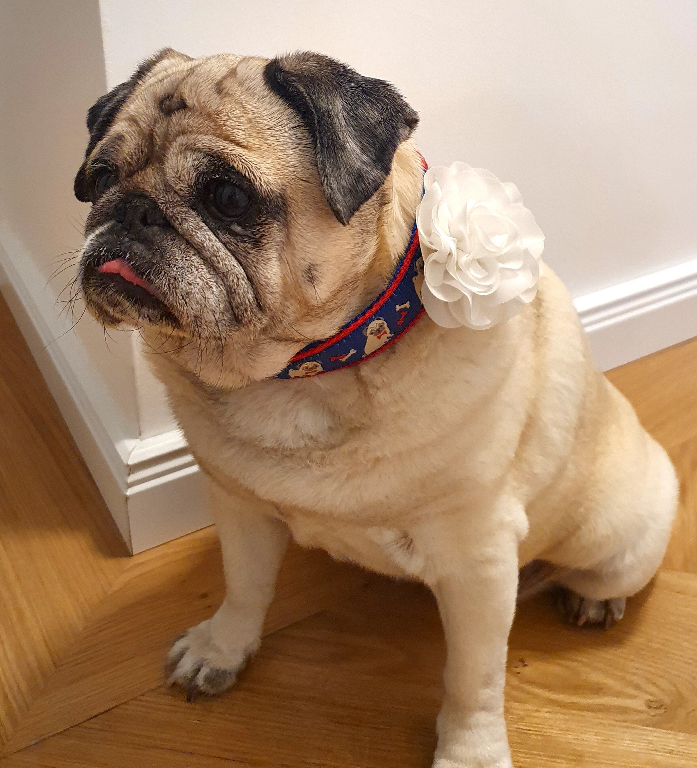 Collar dog collar pug size adjustable Etsy