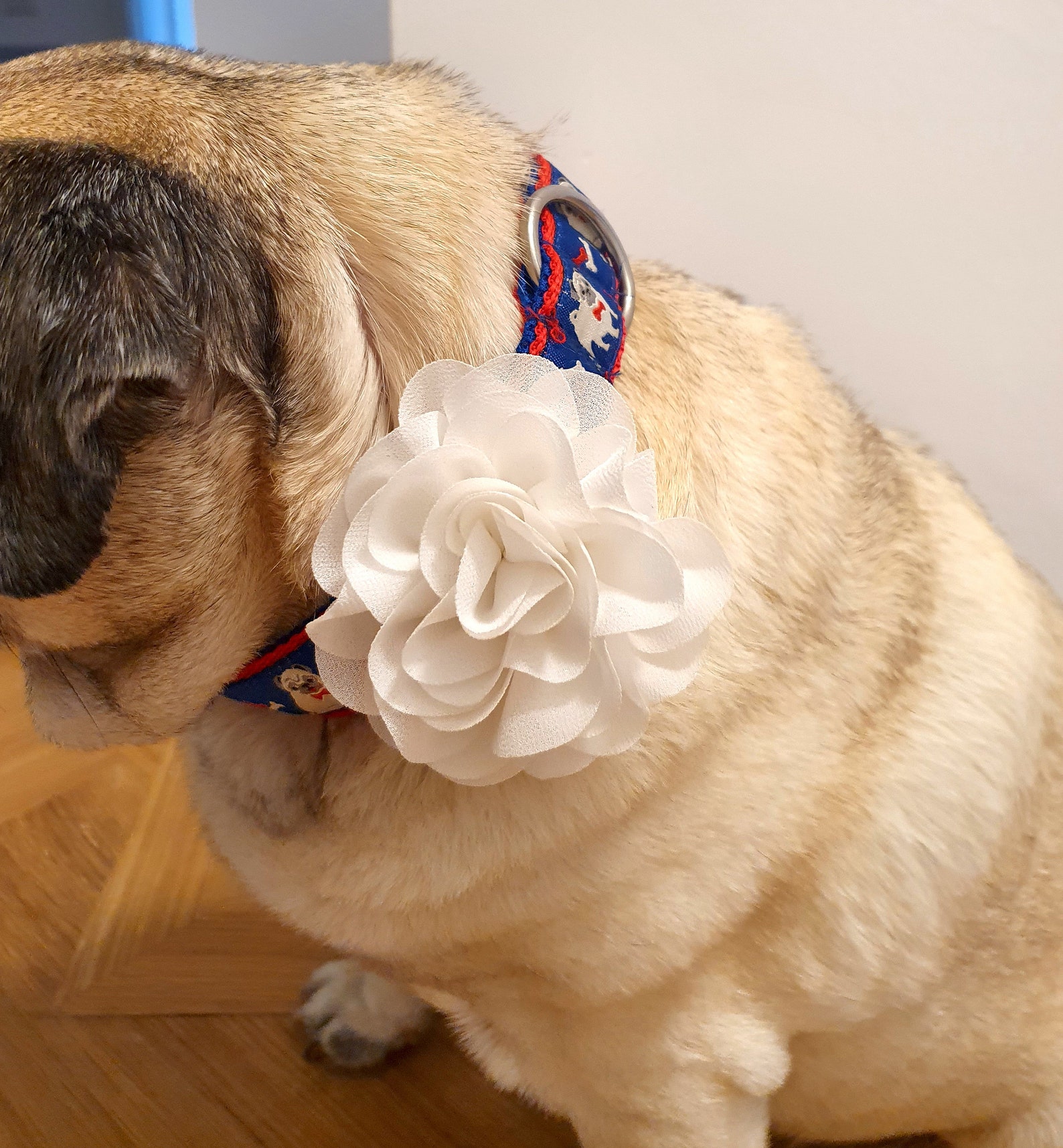 Collar dog collar pug size adjustable Etsy