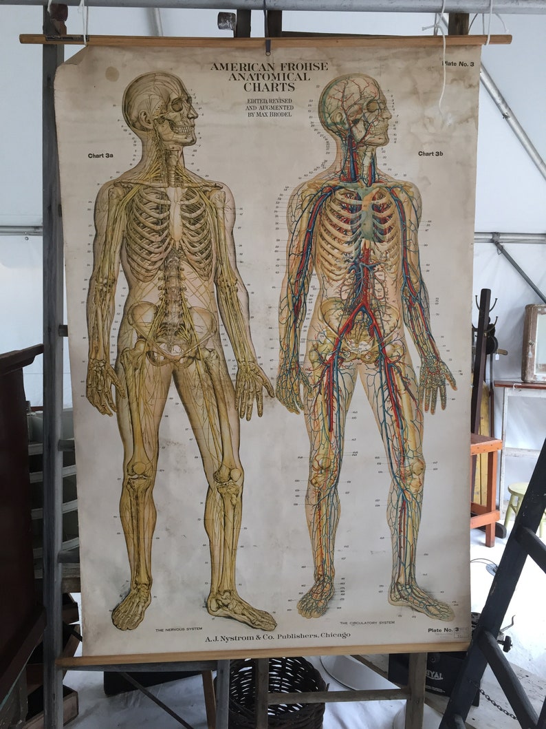 American Frohse Anatomical Charts Labeled