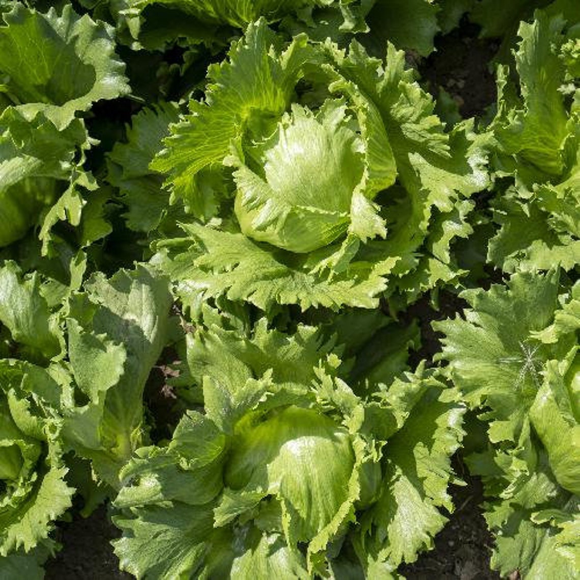 Hanson Improved Lettuce 1000 Seeds | Etsy