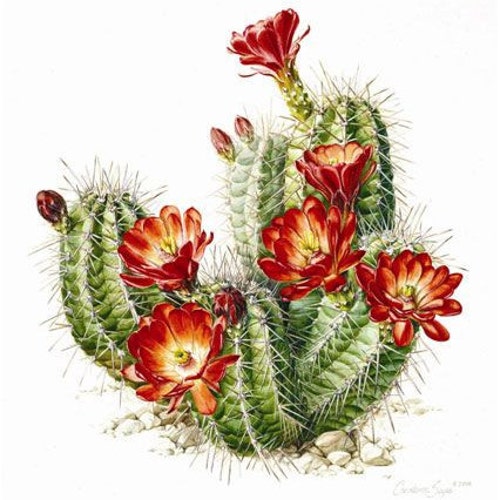 ターコイズ・コーラル・マザーオブパール ペンダント ターコイズ・コーラル・マザーオブパール ペンダント ターコイズ