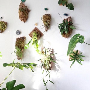 May include: A white wall with multiple plants mounted on pieces of wood. The plants are in various shapes and sizes, and some have green, blue, or brown accents.