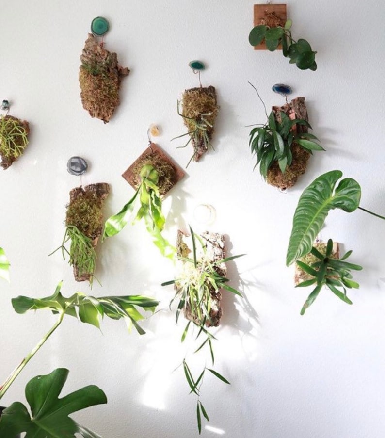 May include: A white wall with multiple plants mounted on pieces of wood. The plants are in various shapes and sizes, and some have green, blue, or brown accents.