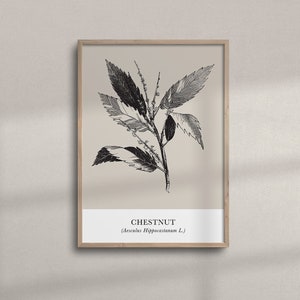 Vintage Botanical Sketch Wall Art | Printable Chestnut Tree Branch Drawing | Minimalist Botanical Farmhouse Poster