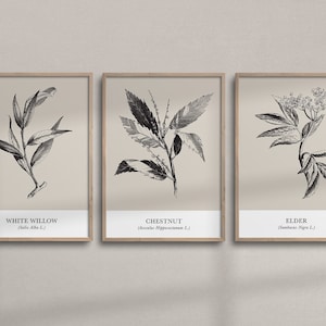 Set of 3 Vintage Botanical Sketch Wall Art | Printable Tree Branch Drawing | Minimalist Botanical Farmhouse Wall Decor