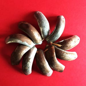 Puede incluir: Una disposición circular de cuentas curvas de aspecto metálico sobre un fondo rojo. Las cuentas muestran una mezcla de tonos plateados y marrones, con un aspecto ligeramente envejecido. Cada cuenta tiene un pequeño agujero en un extremo.