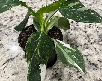 White Wizard Philodendron