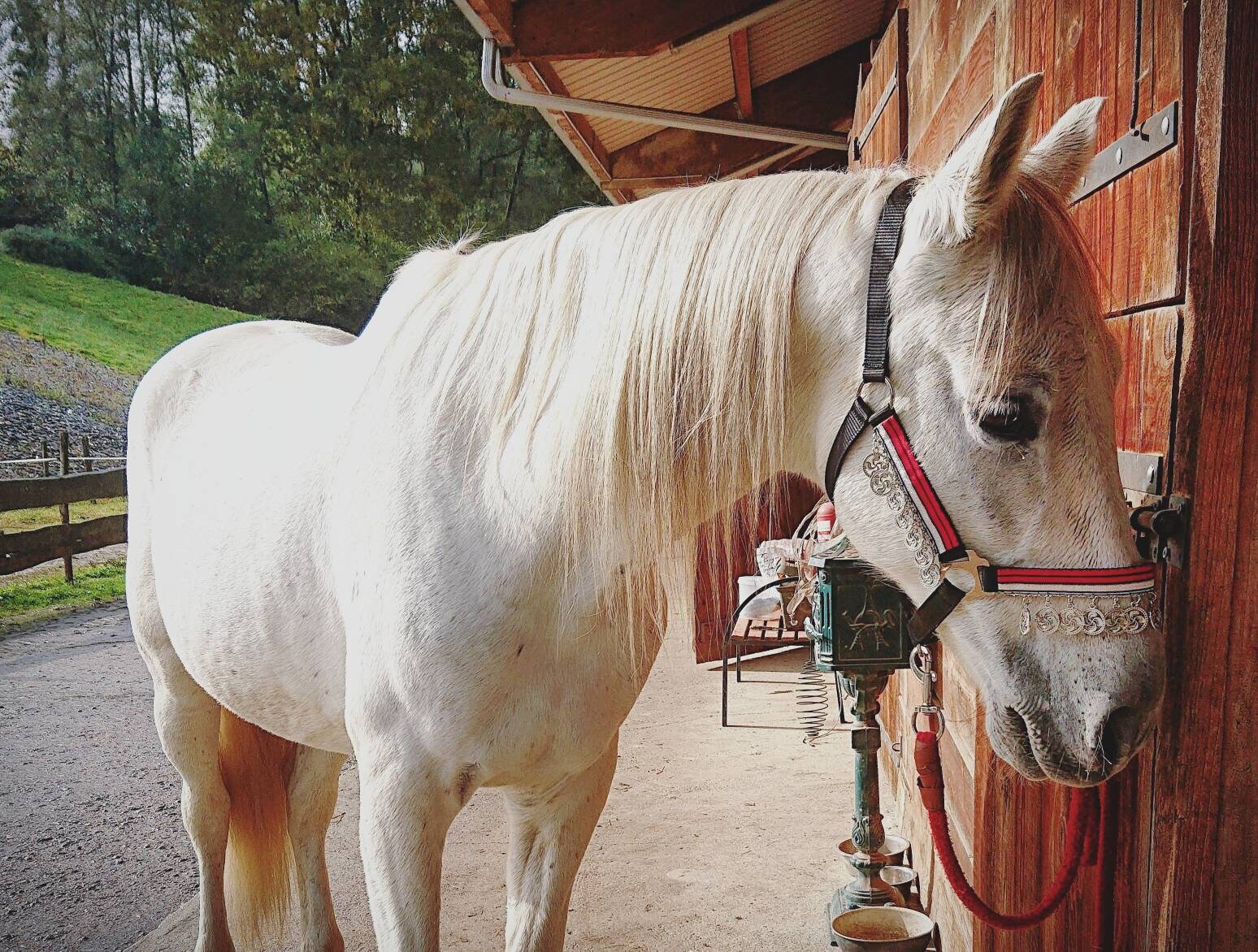 Licol Fantaisie - Noir et Argent Lauburu