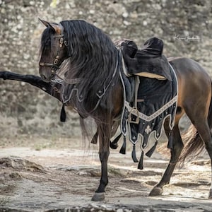 Costume équestre - Renaissance - Noir