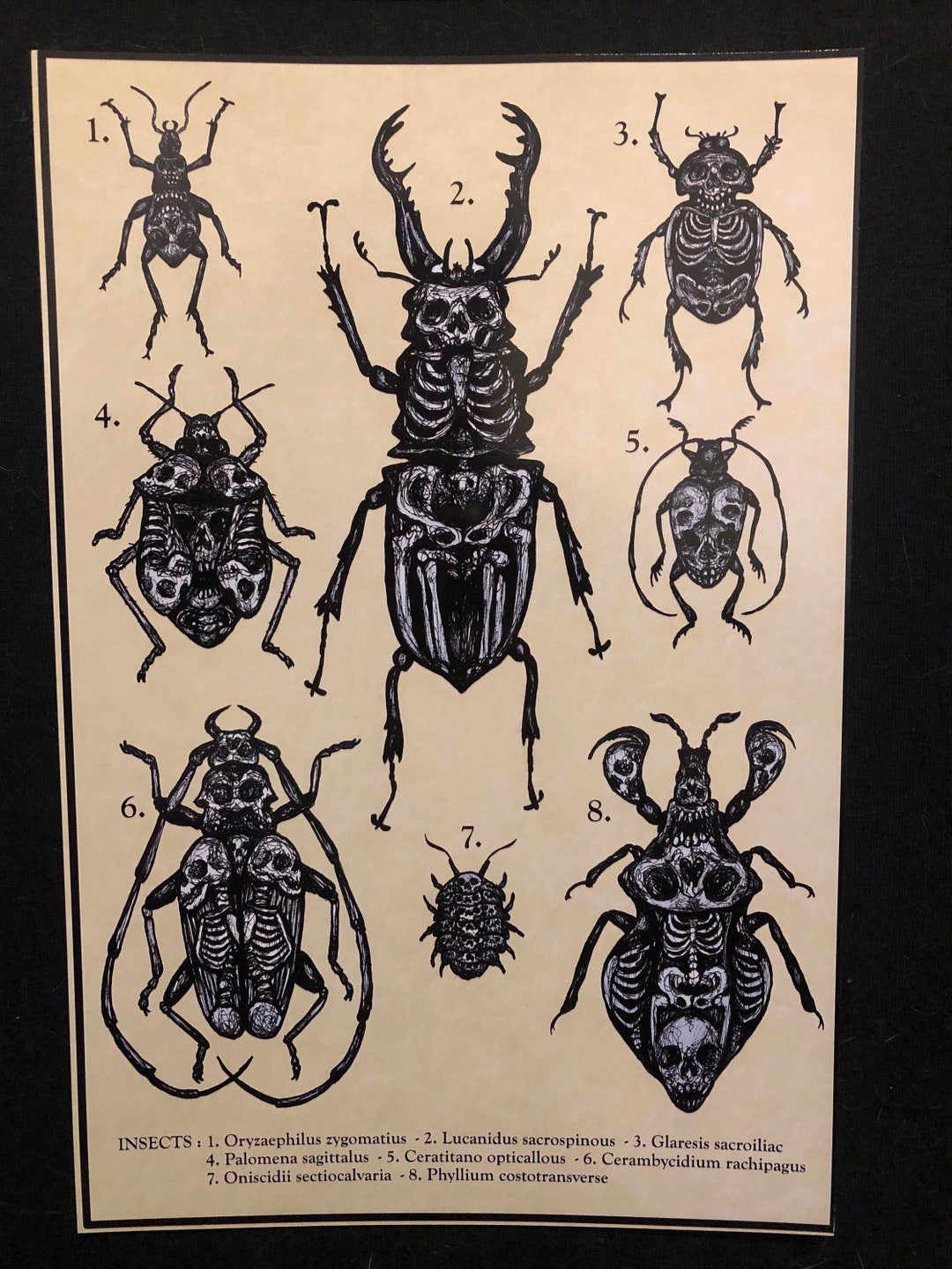 Insect Diagram - Etsy