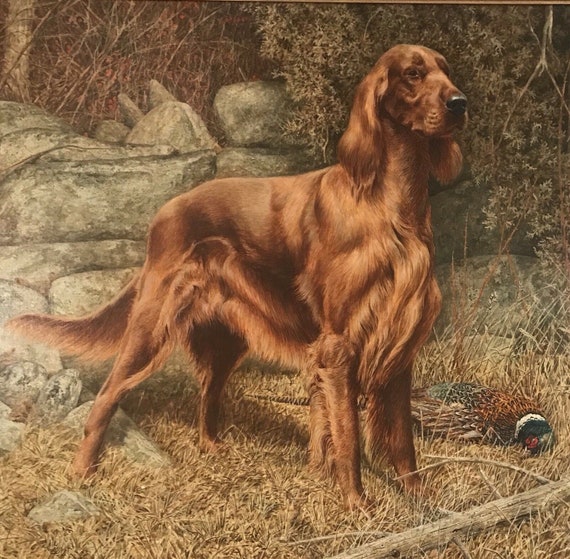 irish setter hunting