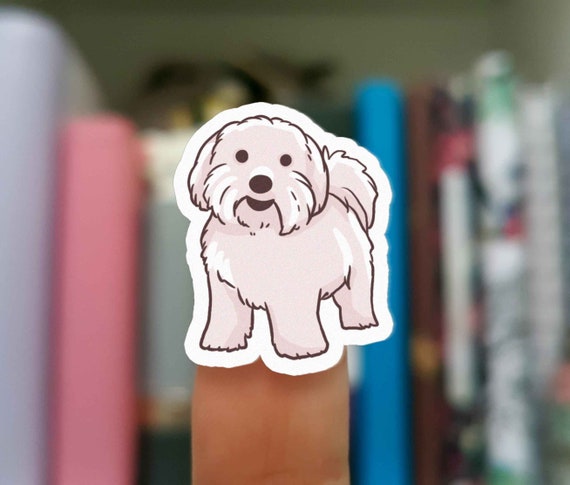 coton de tulear singapore