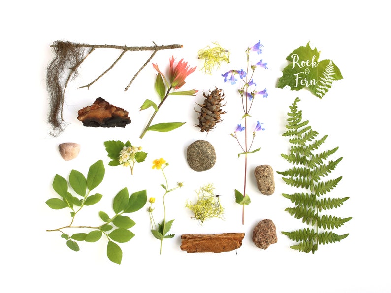 Forest Floor Photography ~ Modern Nature Art ~