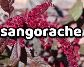 Sangorache - Ataco Amaranthus quitensis 1 oz