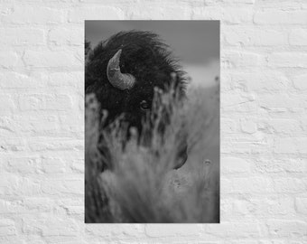 May include: A black and white photograph of a bison's head peeking out from behind tall grass. The bison's horn is visible, and its eye is partially obscured by the grass.