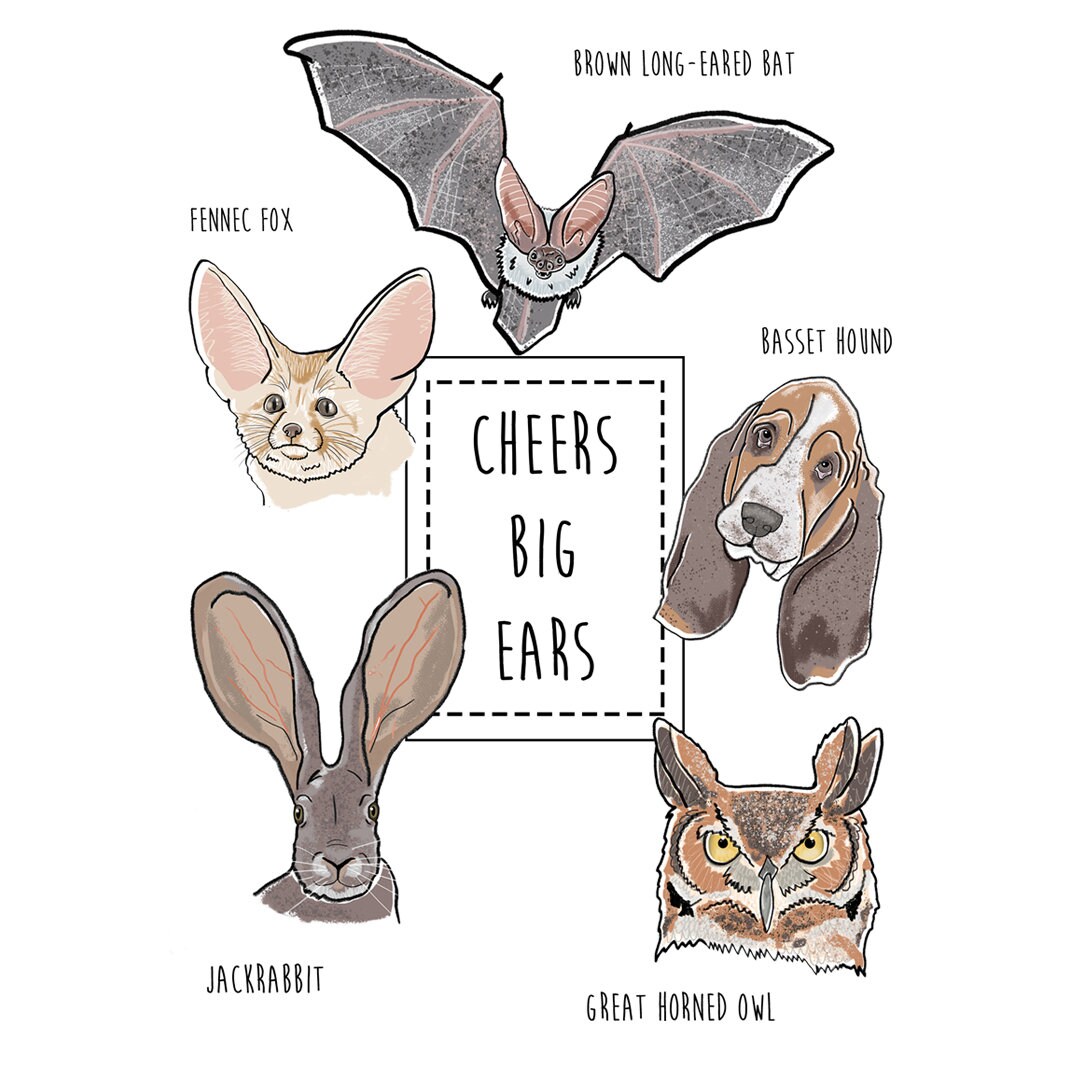Cheers Big Ears Thank You Card/greetings Card /funny Animal Card / Punny Card/ Pun /greeting