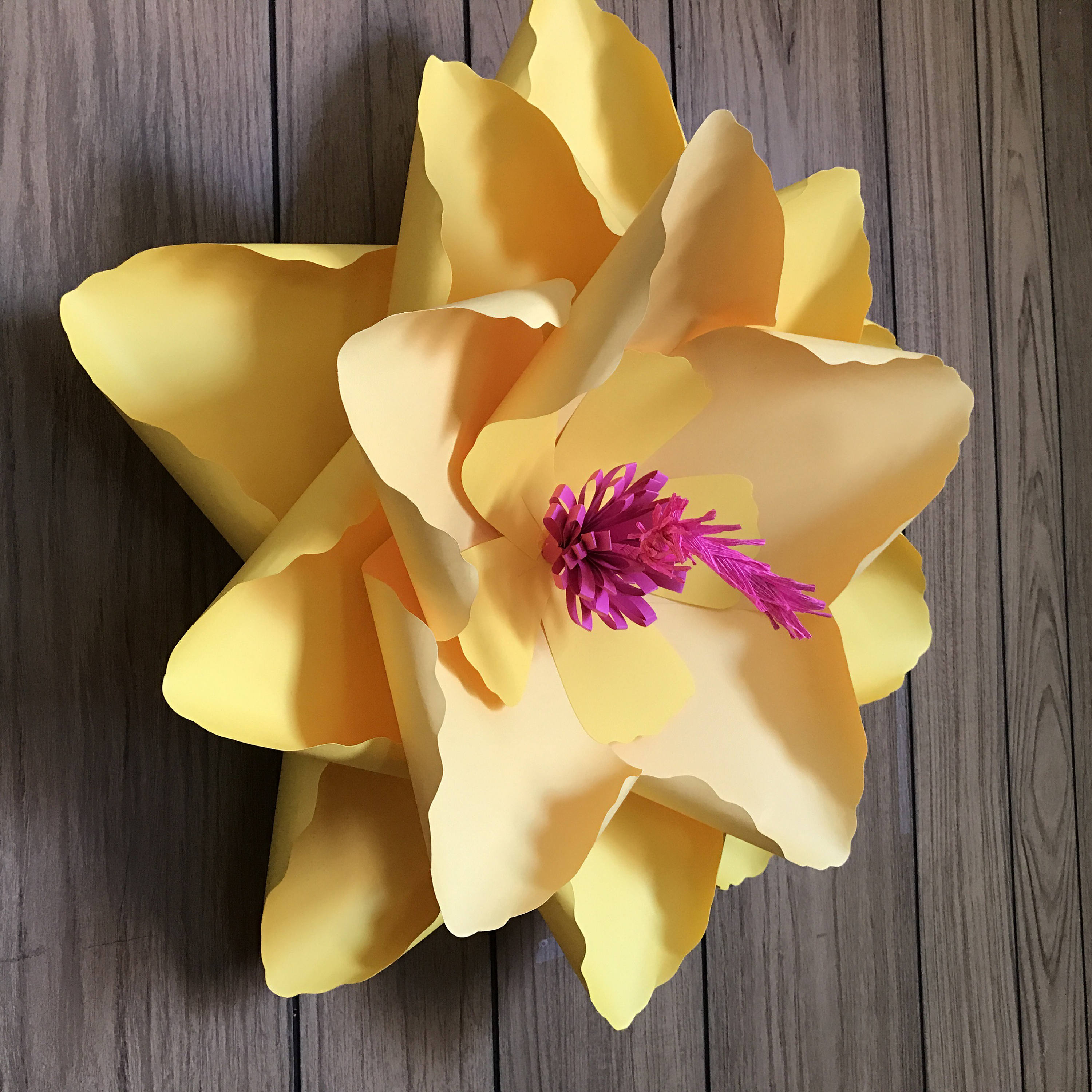 Care of potted hibiscus tree image