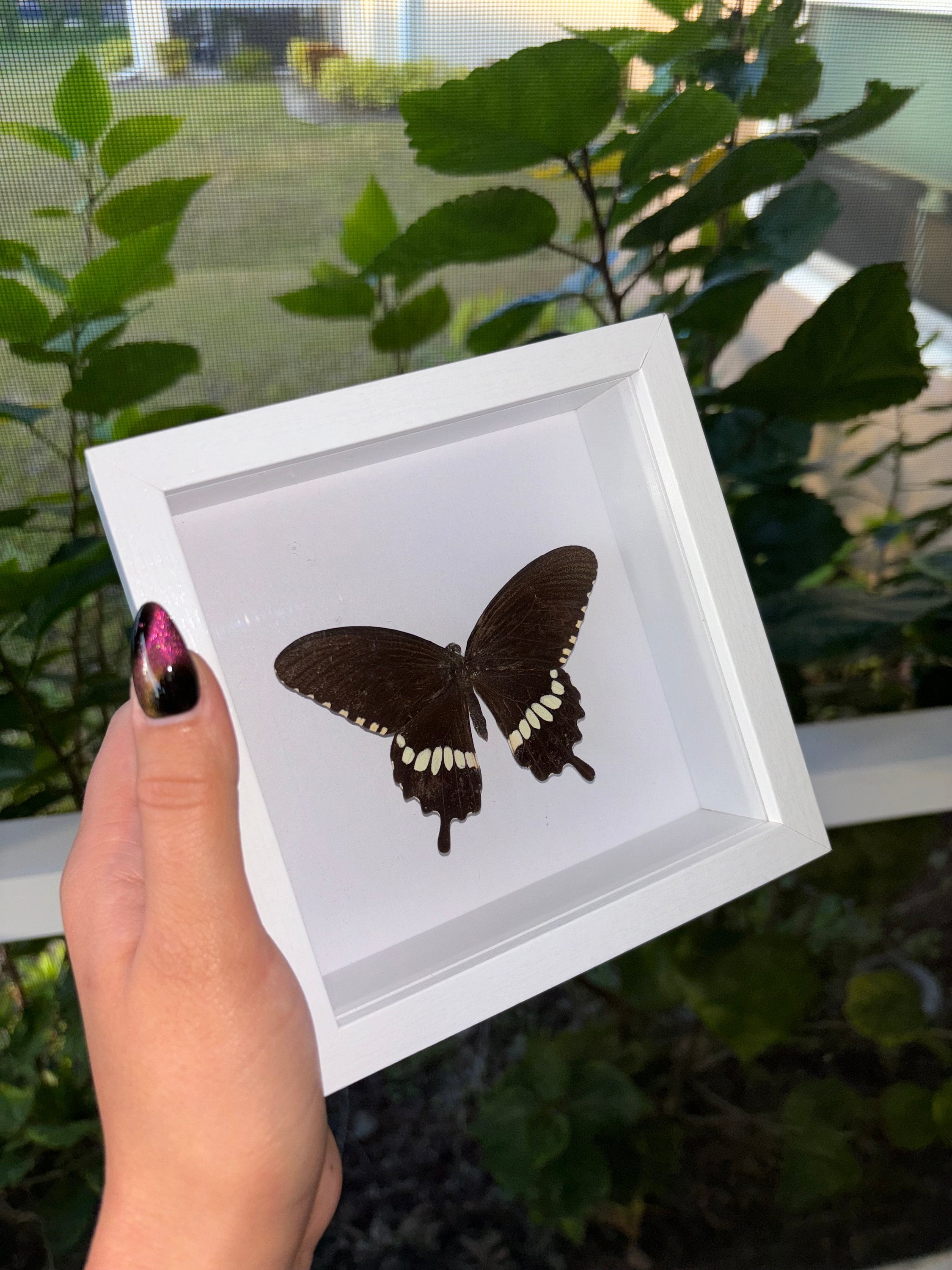 Butterfly Shadow Box - Etsy