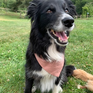 Genähtes Hundehalstuch: Durch-den-Halsband Haustier Accessoire