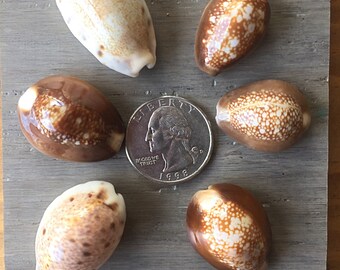 Hawaiian Cowrie Shells Lot of Six, 502, Mixed Cowry Shells