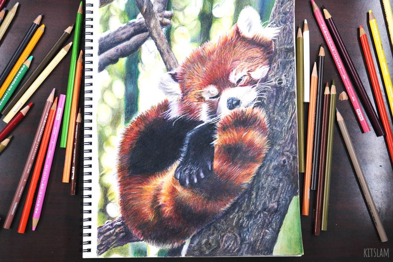 Realistic Panda Drawing Realistic Animal Drawing Red Panda Red Panda Drawing Panda Art Red Panda Art Original Red Panda Drawing
