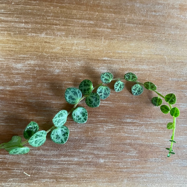 String of turtles cutting -2 cuttings, peperomia prostrata